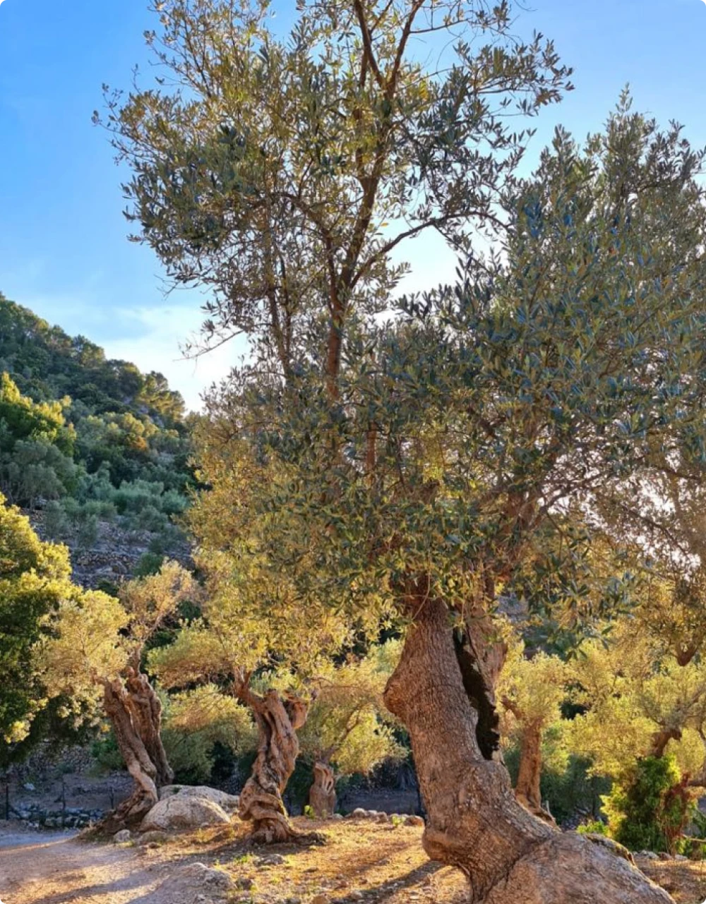 Olive tree, greenery, and mountain backdrop.