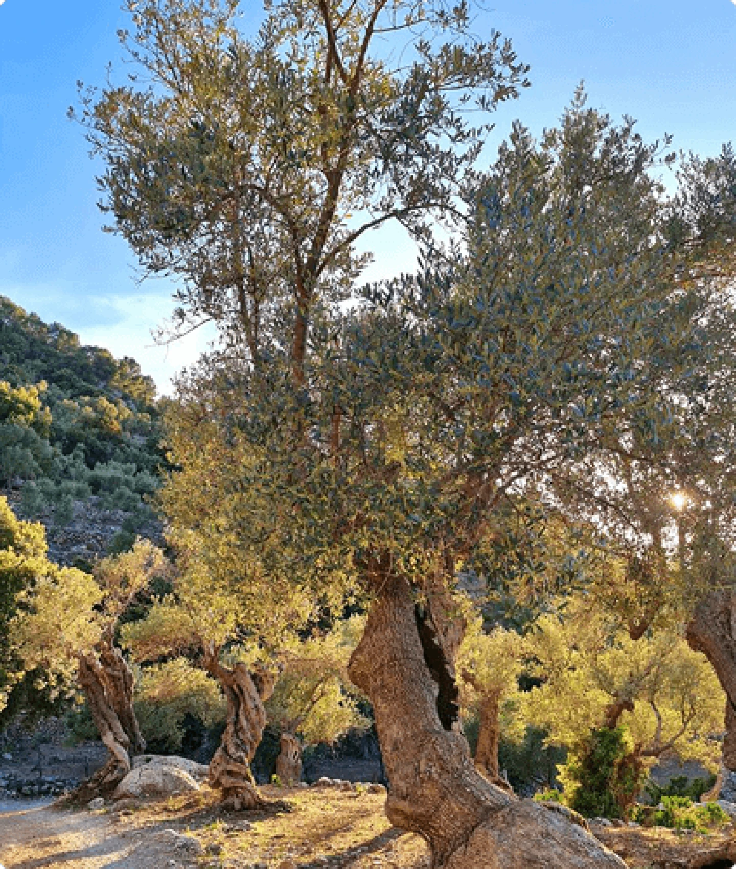 Olive trees illuminated by sunlight in the Alaró countryside