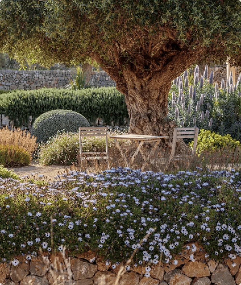Peaceful Mediterranean garden featuring a olive tree and purple flowers