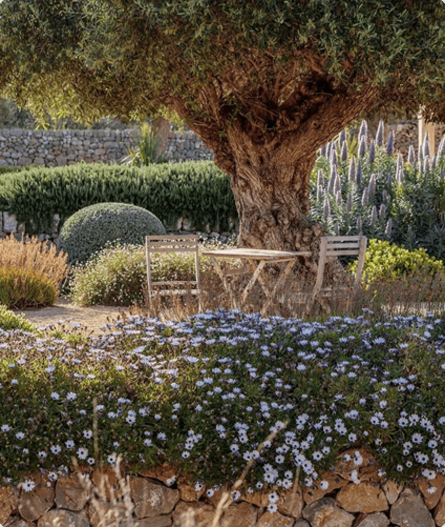 Peaceful Mediterranean garden featuring a olive tree and purple flowers