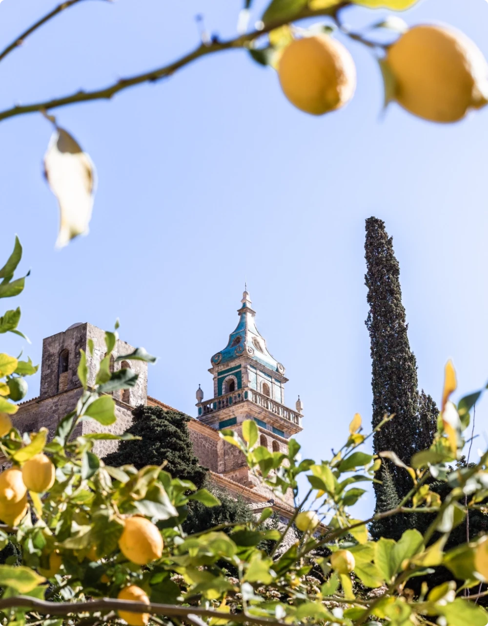 Two lemons hanging on a lemon tree with a building backdrop